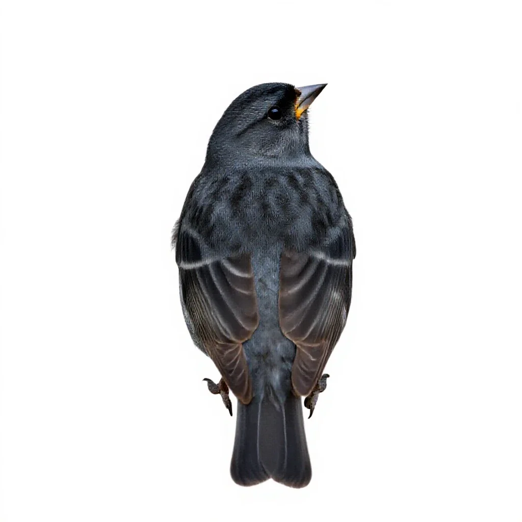 Evening grosbeak isolated on a white background