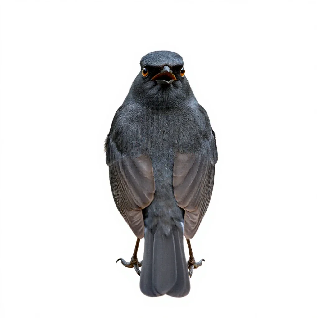 Oscine isolated on a white background