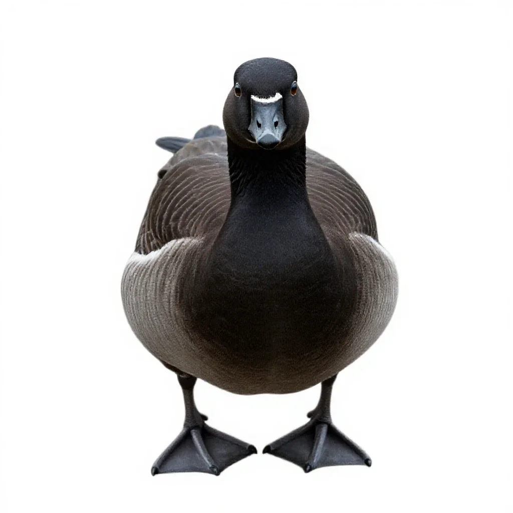 Barnacle goose isolated on a white background