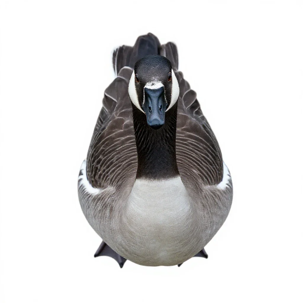Blue goose isolated on a white background