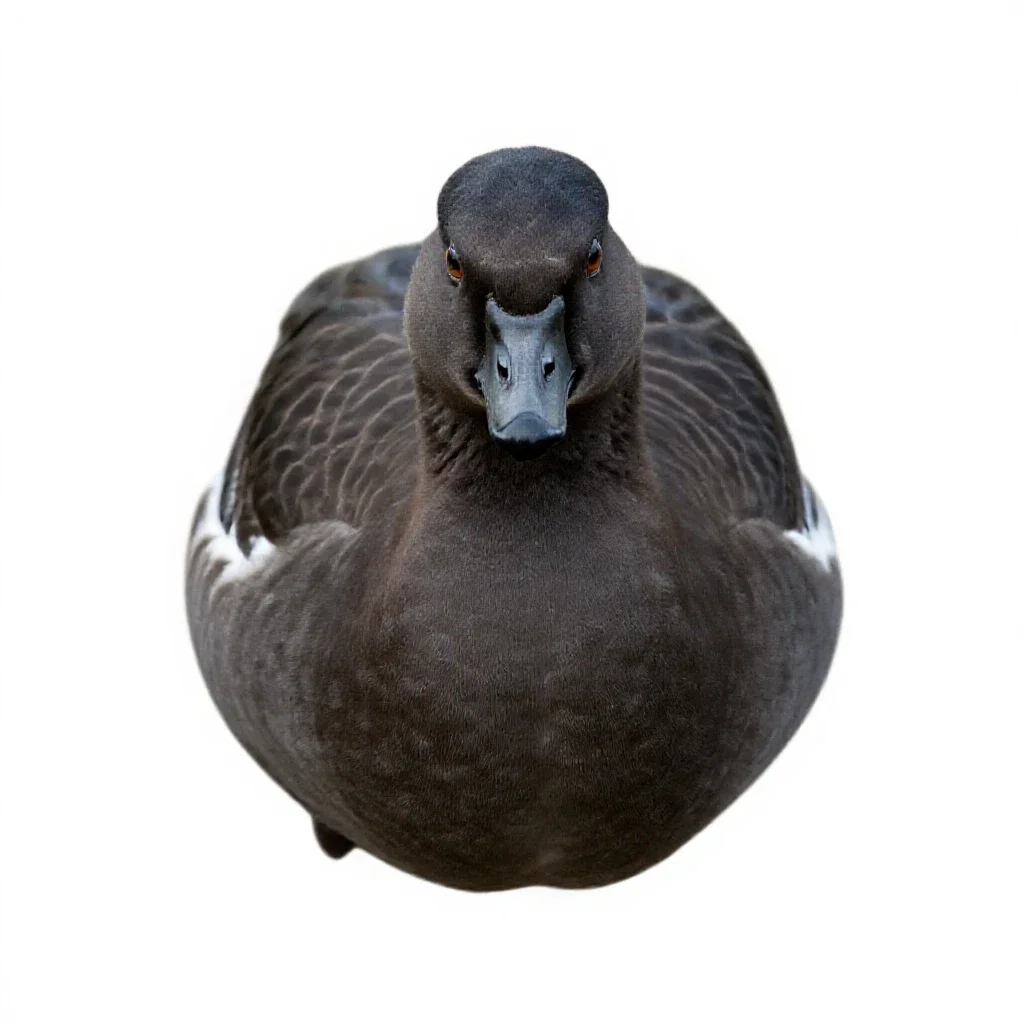 Brant isolated on a white background