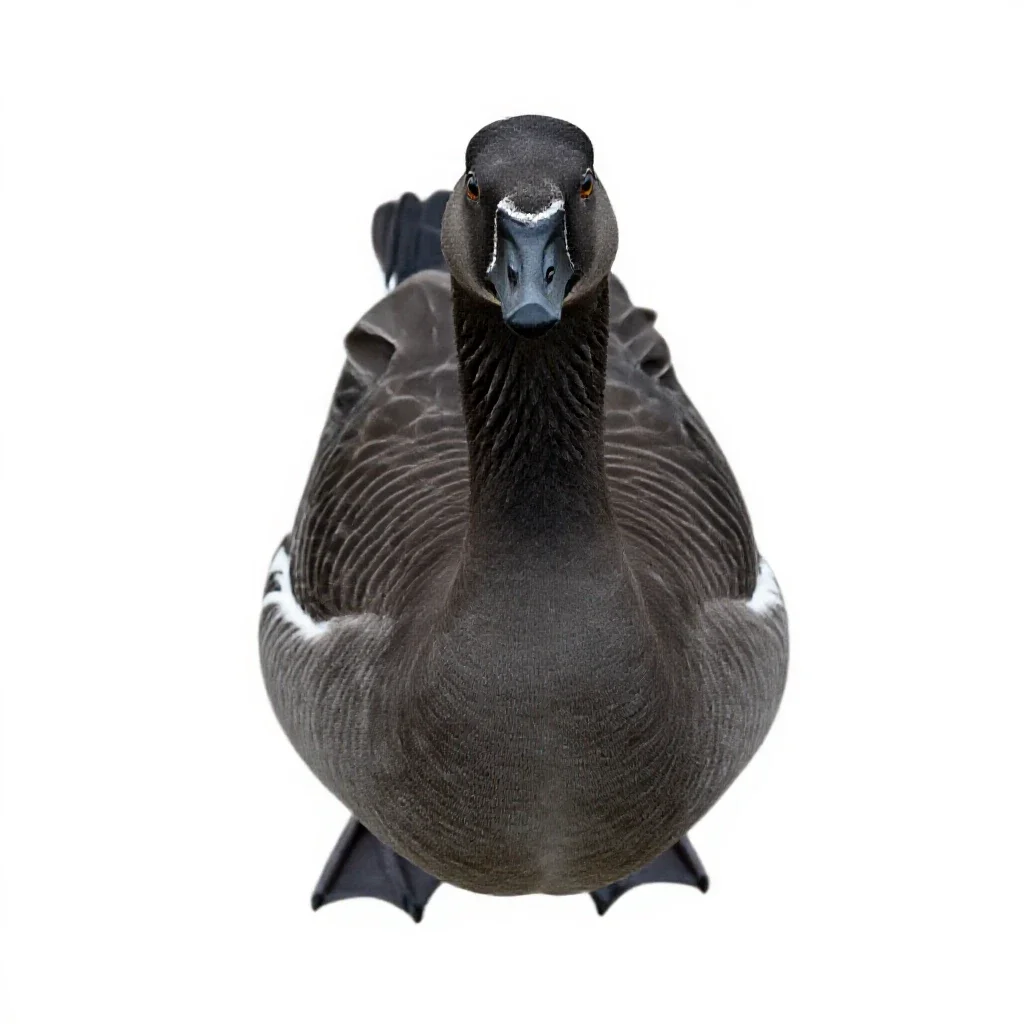 Common brant goose isolated on a white background