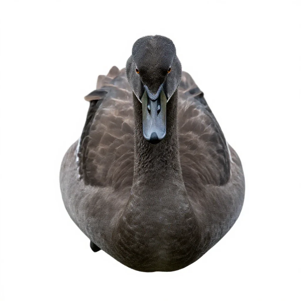Cygnet isolated on a white background