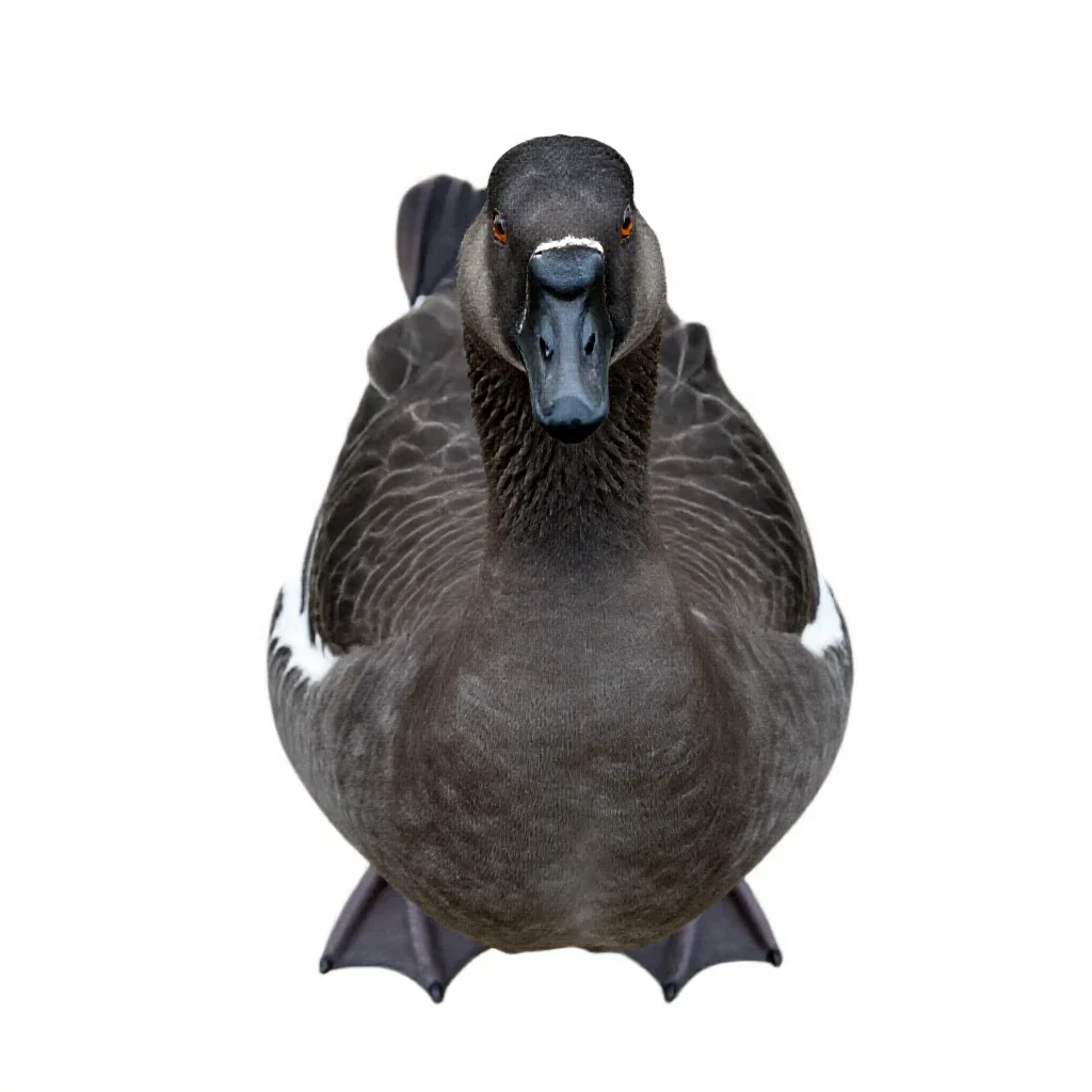 Gander isolated on a white background