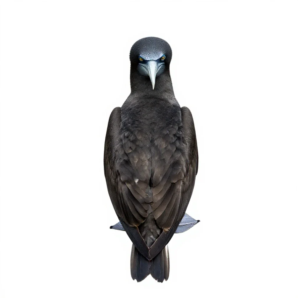Gannet isolated on a white background