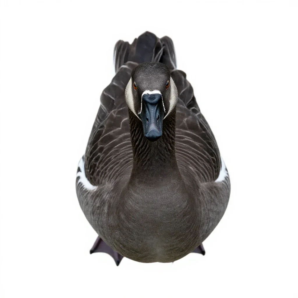 Goose isolated on a white background