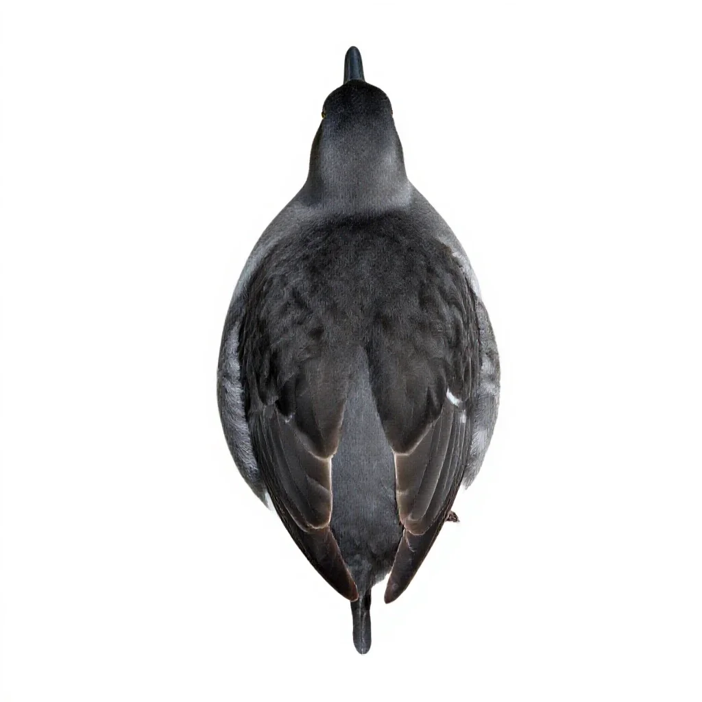 Greyback isolated on a white background