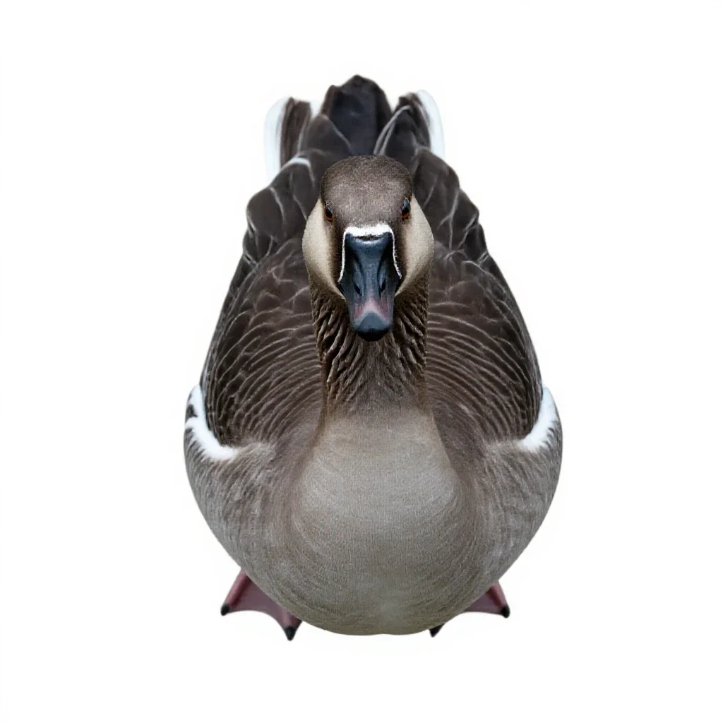 Greylag isolated on a white background