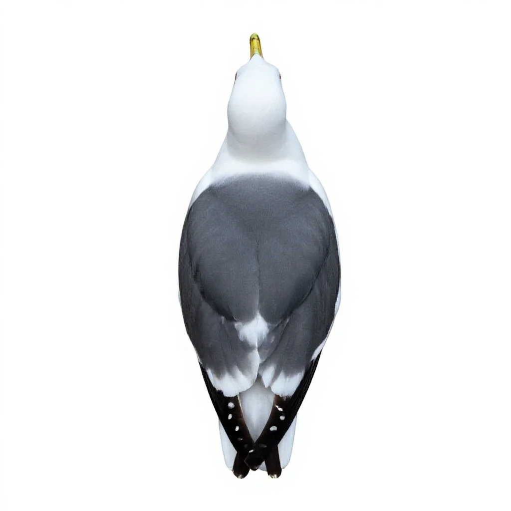 Gull isolated on a white background