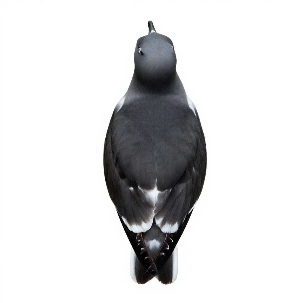 Kittiwake isolated on a white background