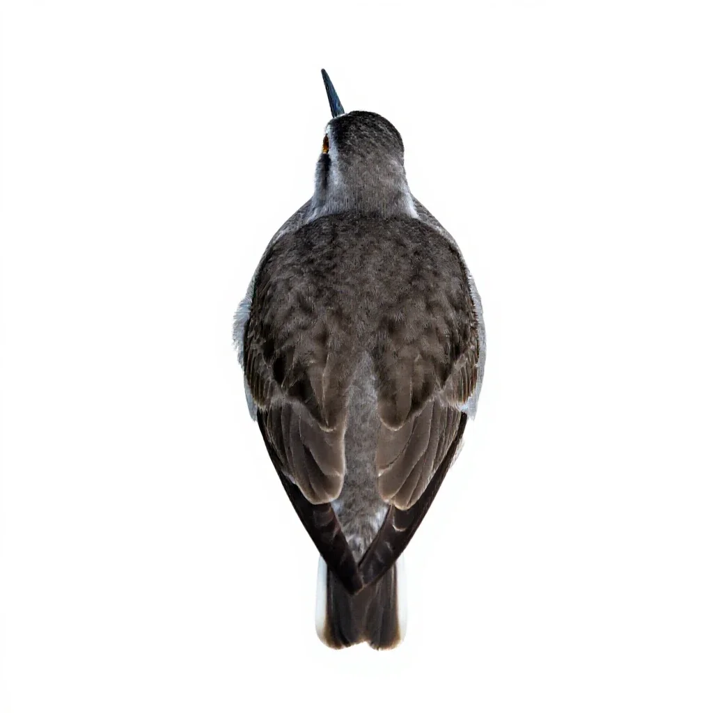 Lesser yellowlegs isolated on a white background