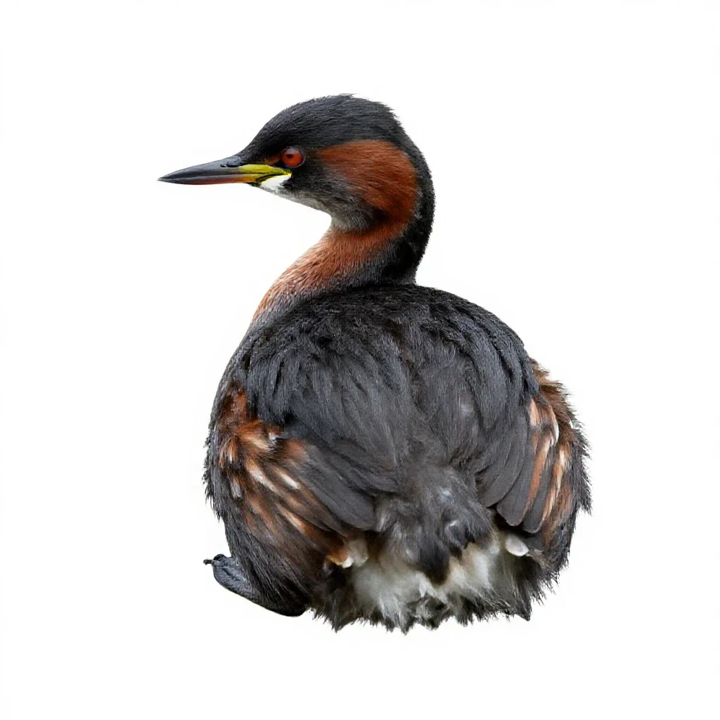 Red-necked grebe isolated on a white background