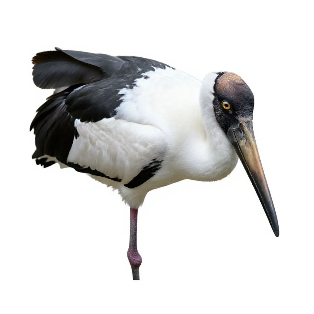 Saddlebill isolated on a white background
