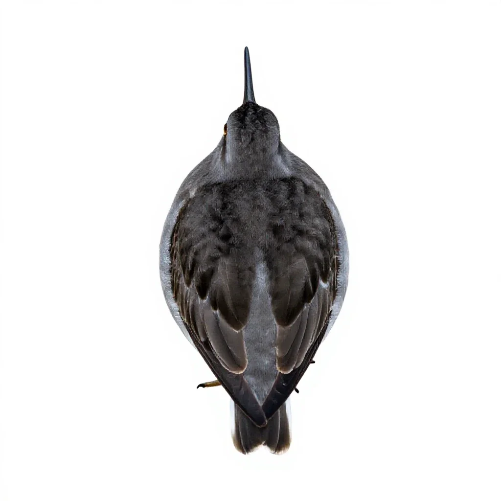 Sandpiper isolated on a white background