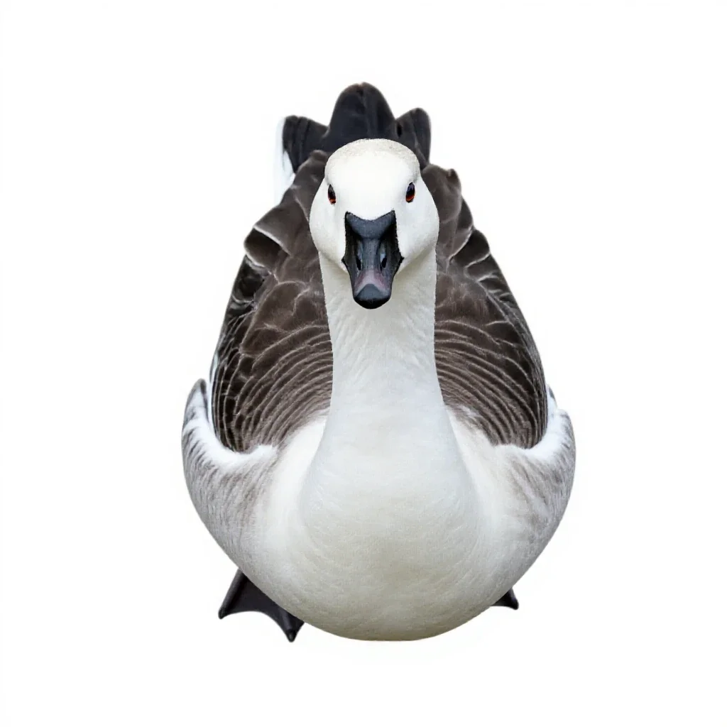 Snow goose isolated on a white background