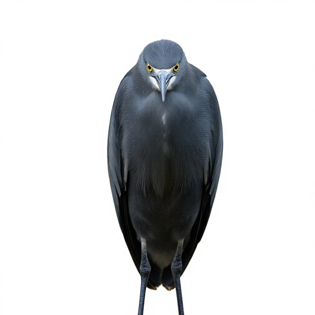 Snowy egret isolated on a white background