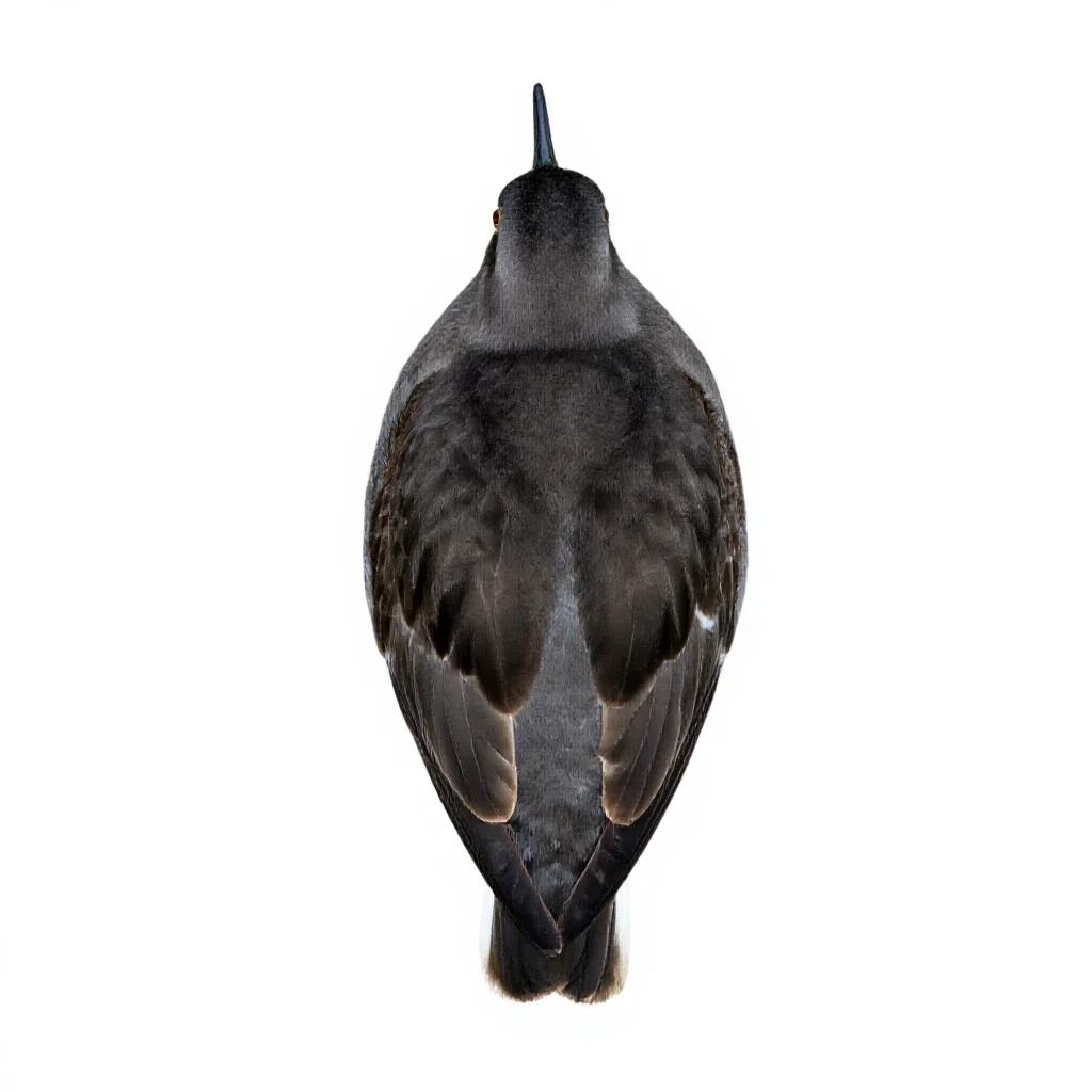 Surfbird isolated on a white background