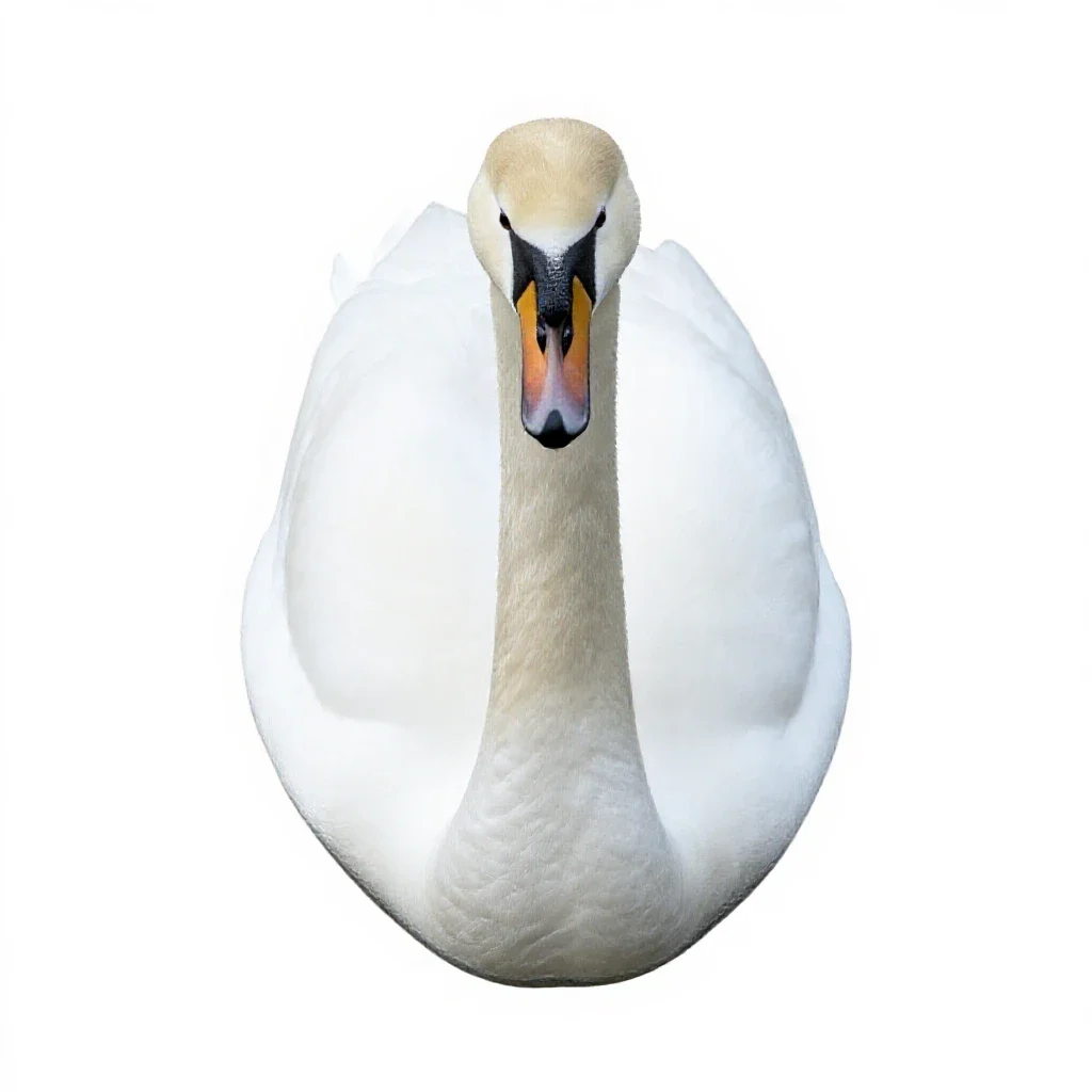 Trumpeter isolated on a white background