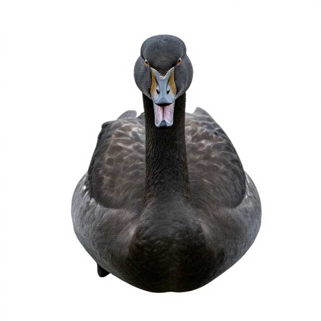 Whooper isolated on a white background