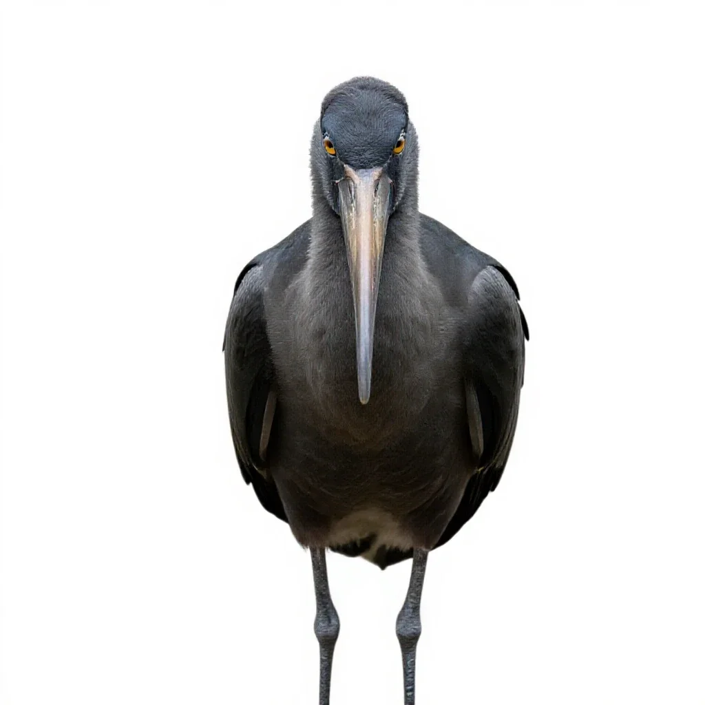 Adjutant bird isolated on a white background