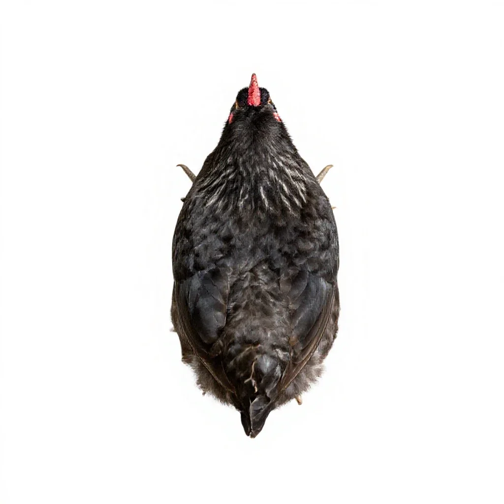 Chicken louse isolated on a white background