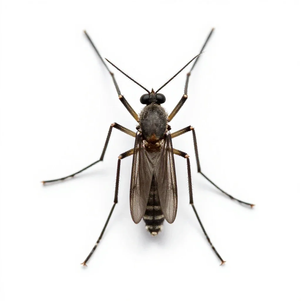 Common mosquito isolated on a white background