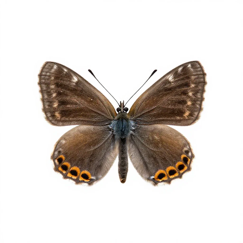 Copper isolated on a white background