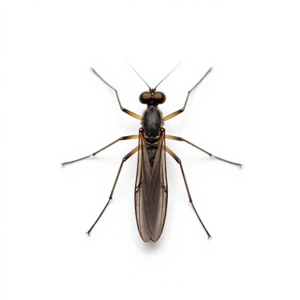 Crane fly isolated on a white background