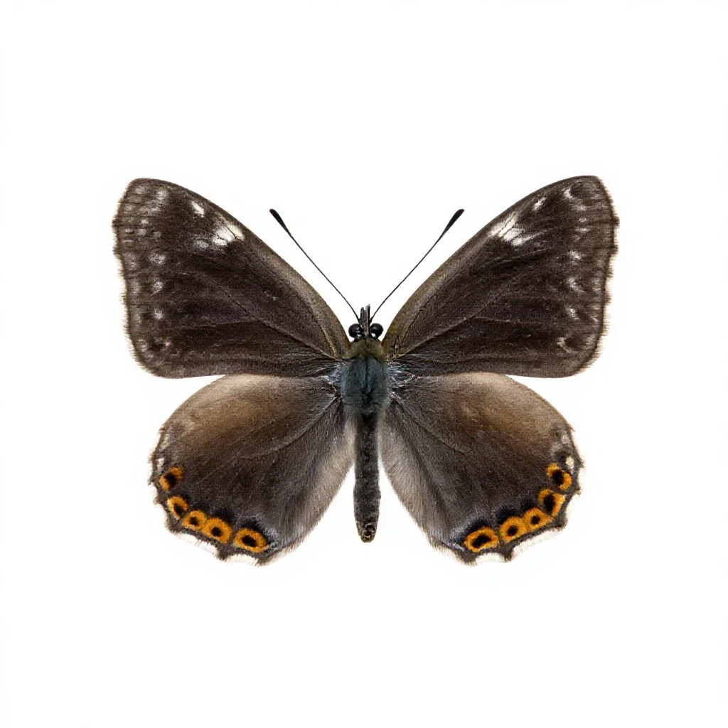 Lycaenid isolated on a white background