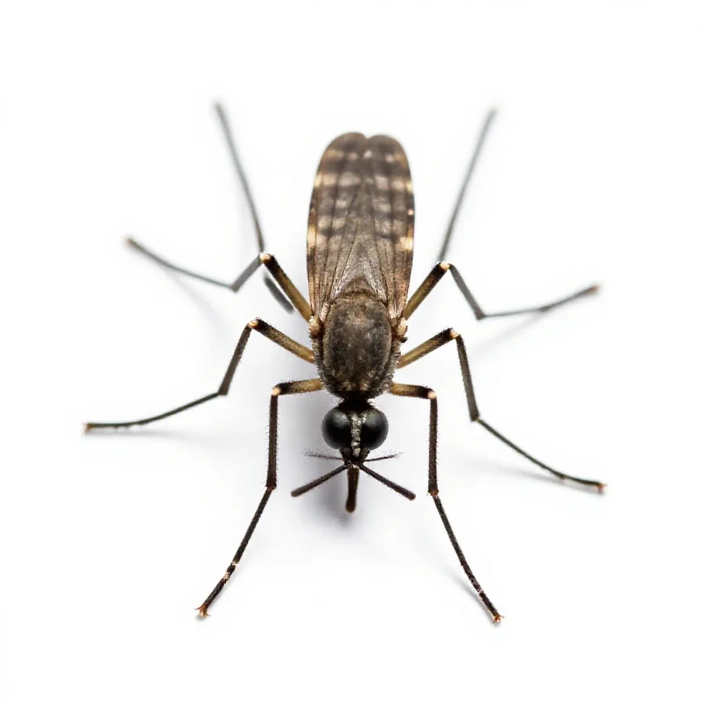 Malarial mosquito isolated on a white background