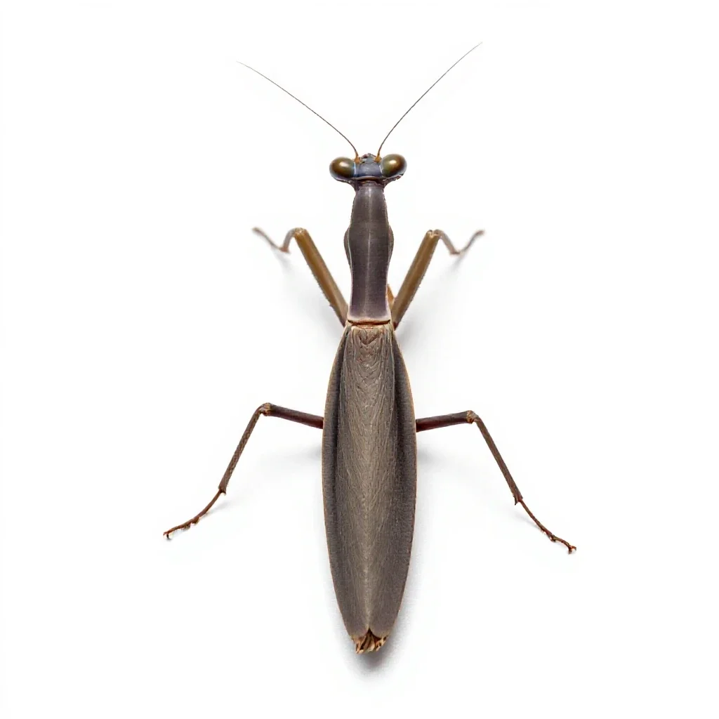 Mantis isolated on a white background