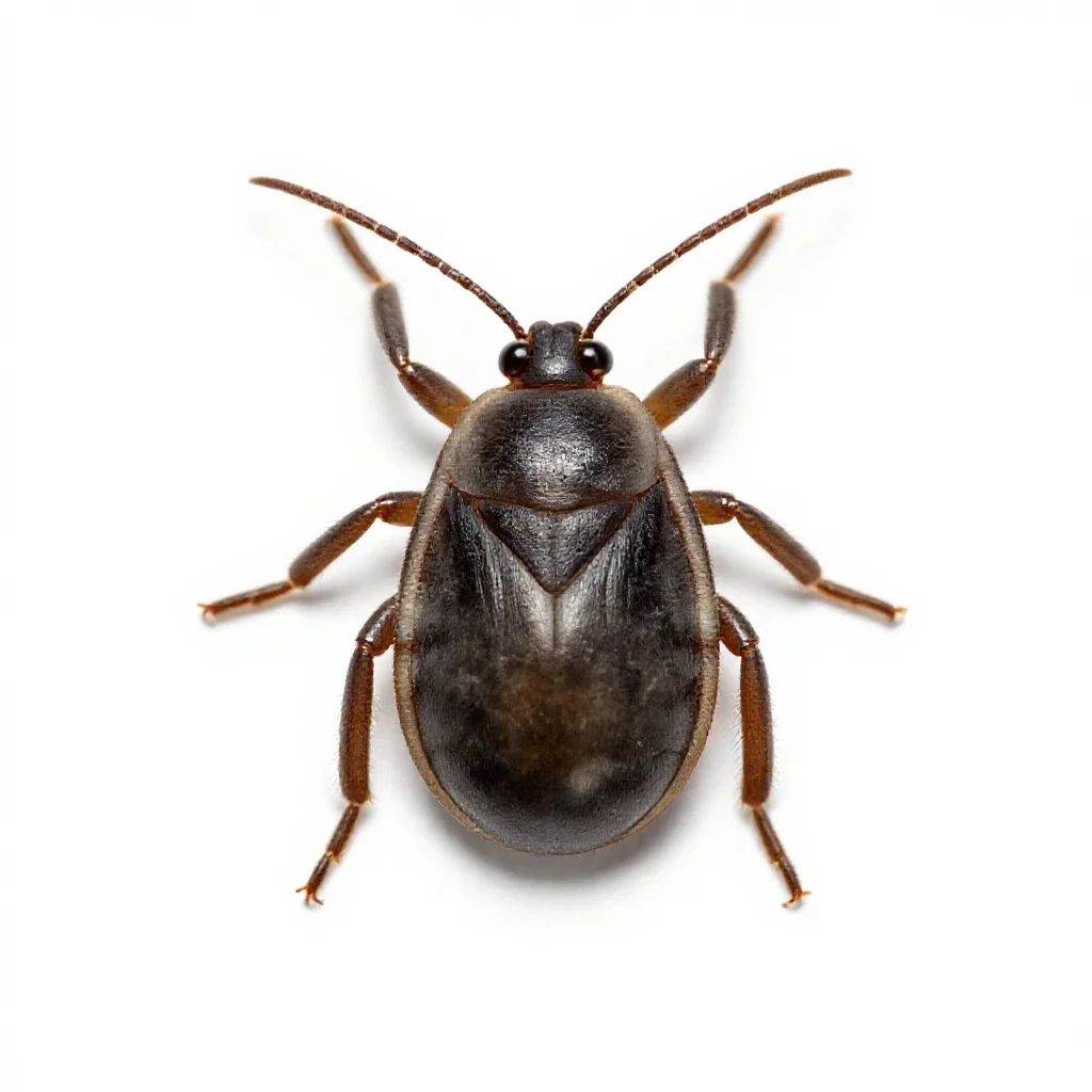Acarine isolated on a white background