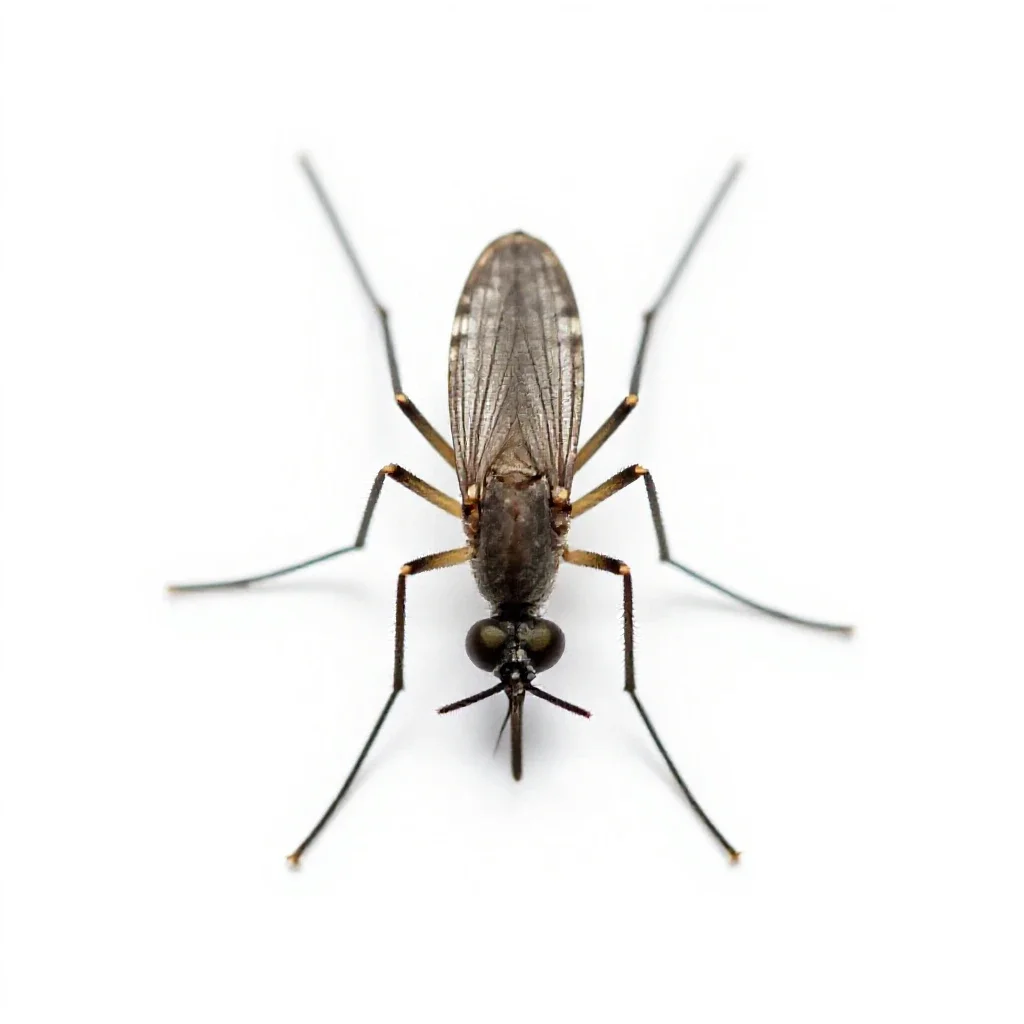 Anopheline isolated on a white background