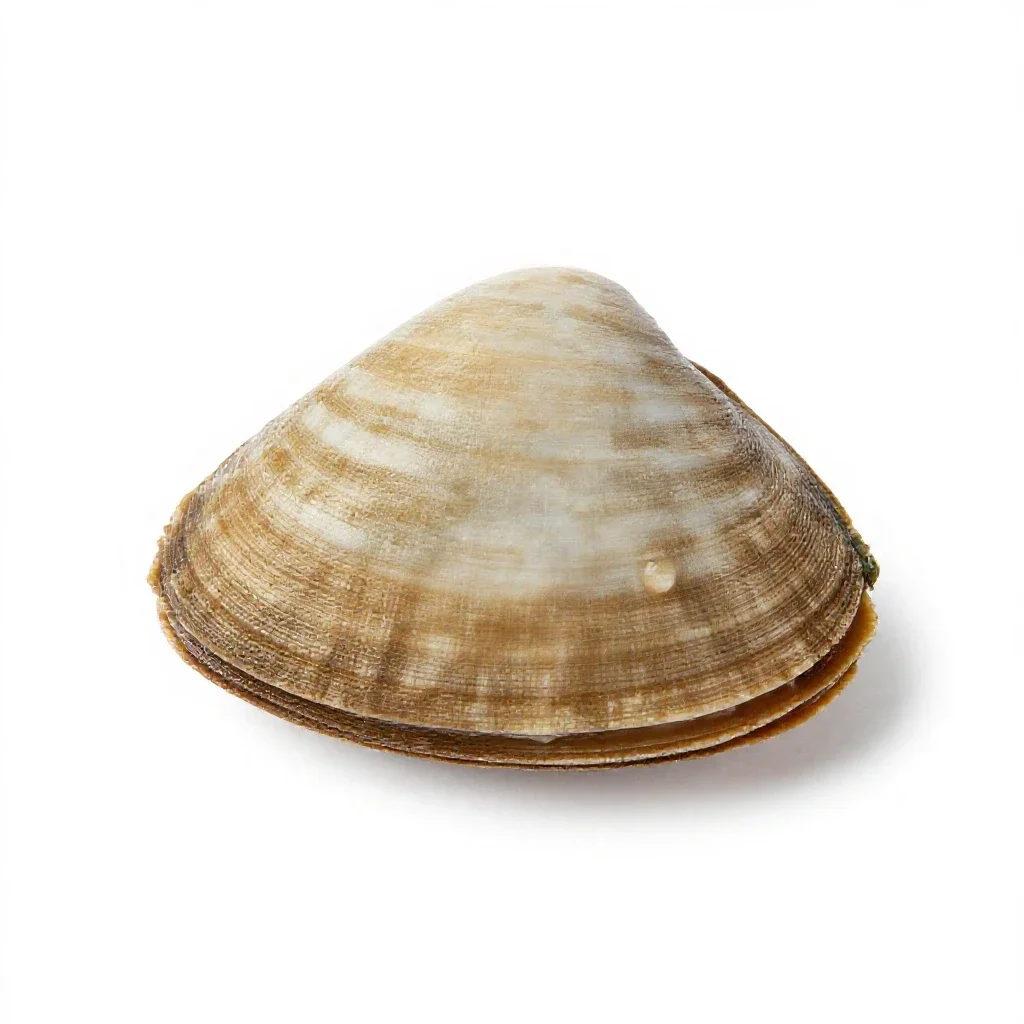 Clamshell isolated on a white background