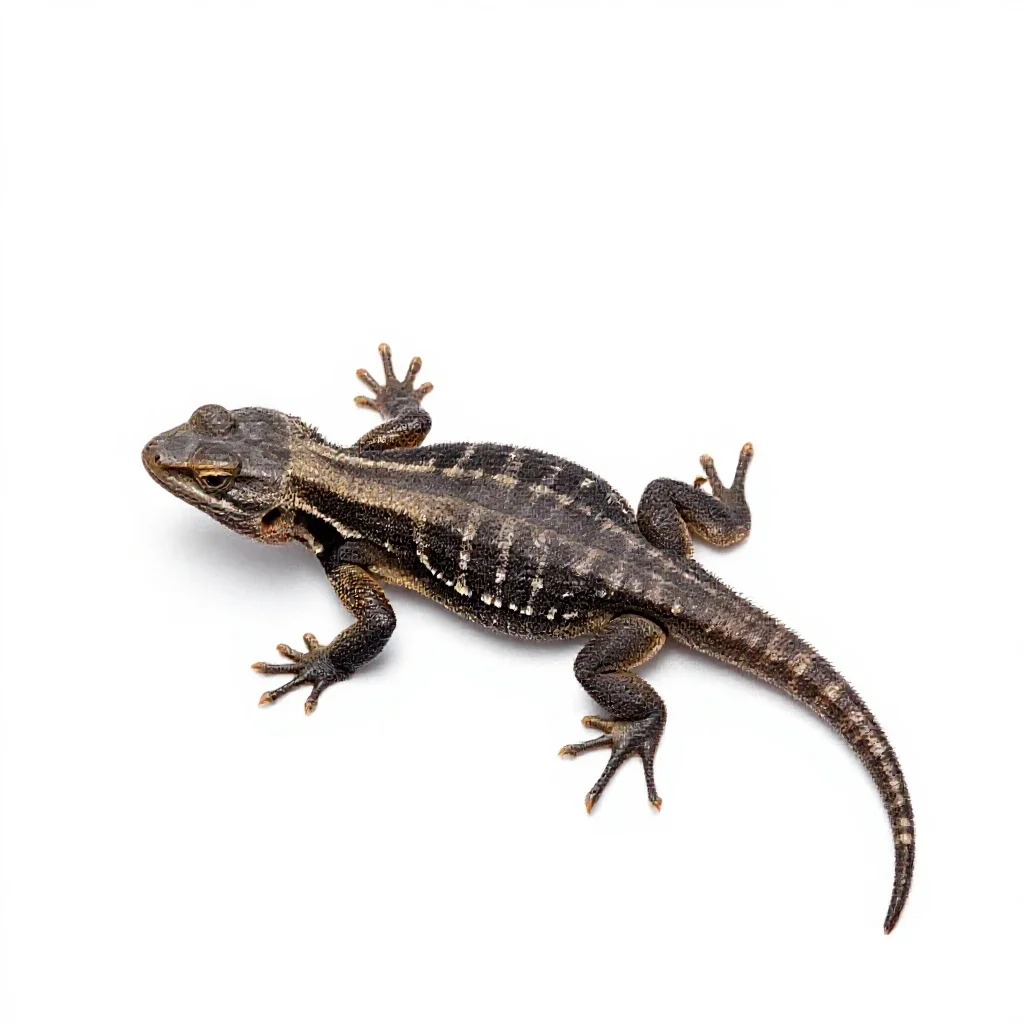 Side-blotched lizard isolated on a white background