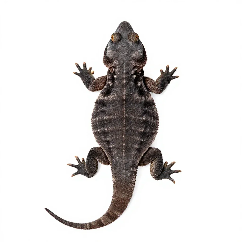 Tuatara isolated on a white background