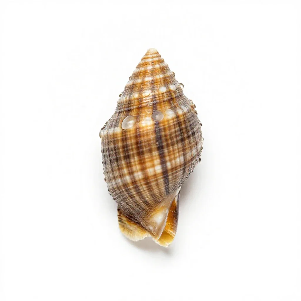 Whizbang isolated on a white background