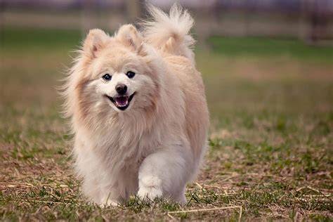 create the dog of 3D version