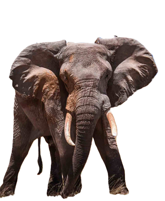 get a clean 3D asset of the elephant shown in the picture