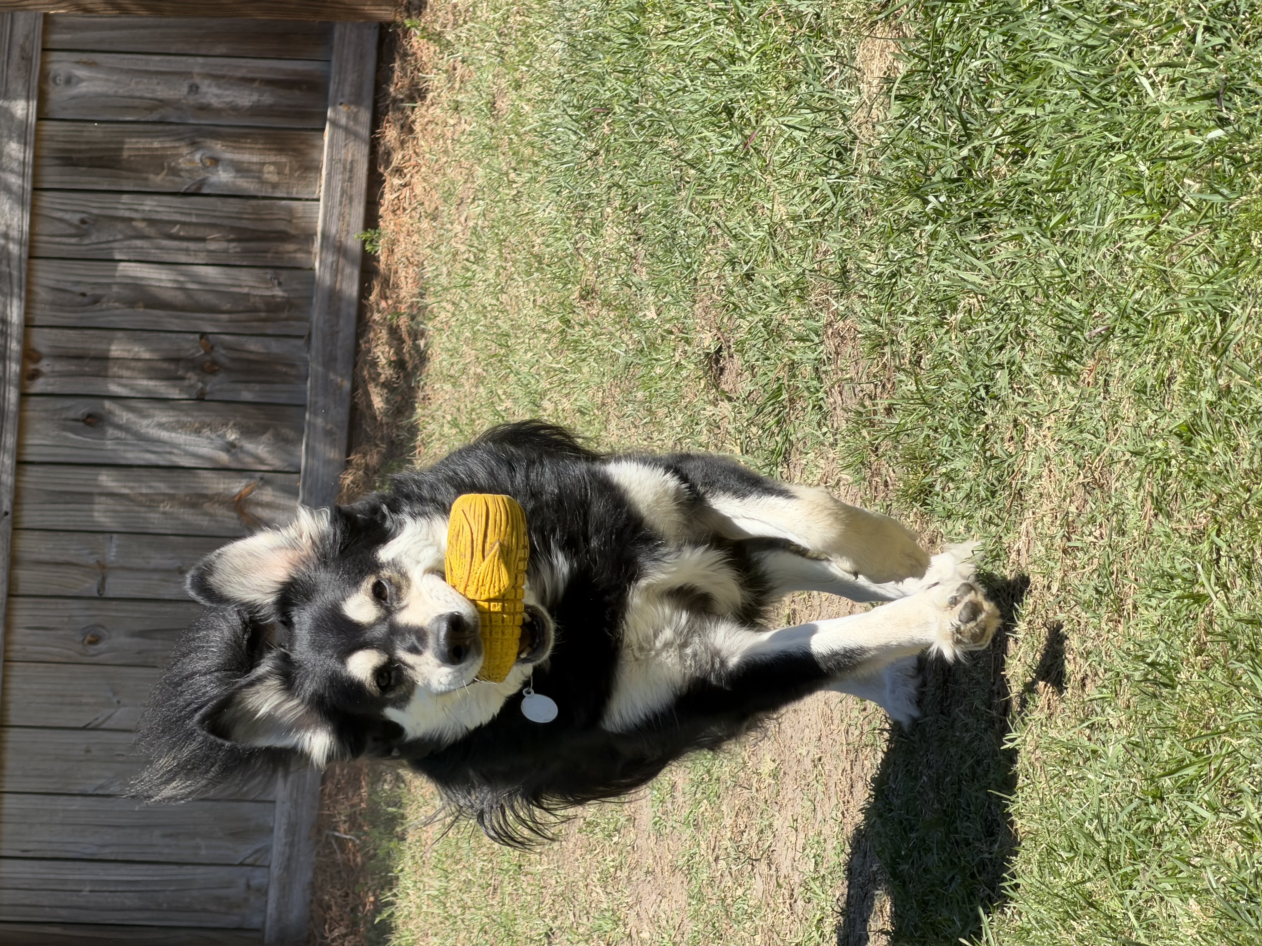 A dog running with a yellow toy in his mouth outdoors on a sunny day