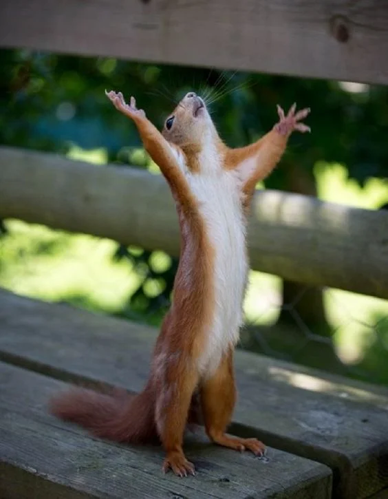 Clean 3d asset of squirrel