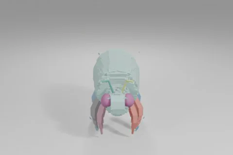Beetle 3D model preview