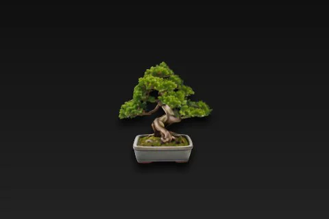 Bonsai tree in a white ceramic pot 3D model preview