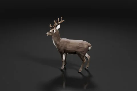 Deer standing on a black background 3D model preview