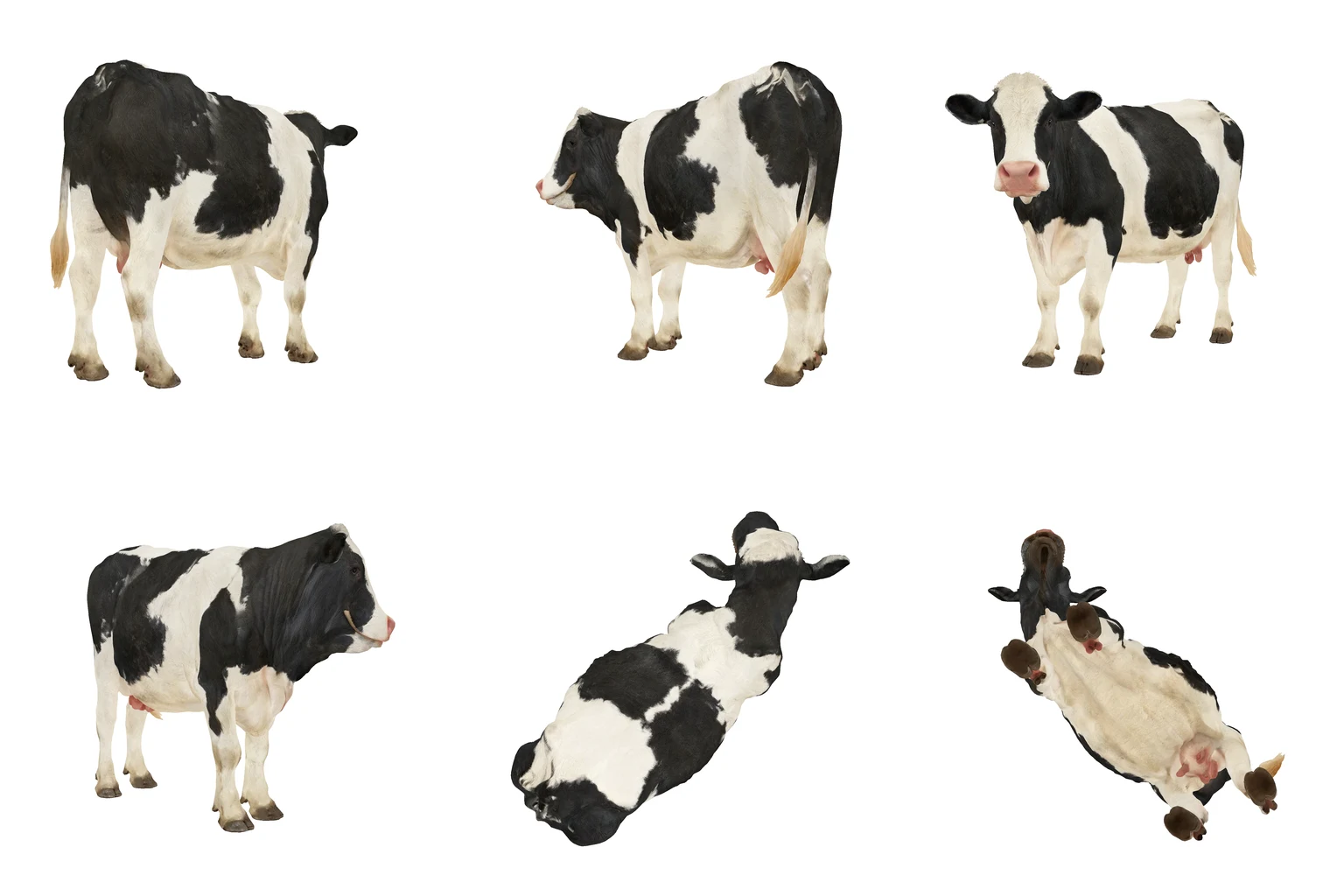 Six generated views